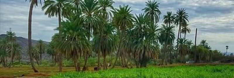 Fatimah Al- Rubaie banner