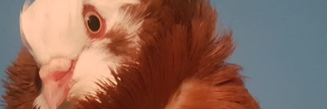 Monhoe_Tweets's profile banner image