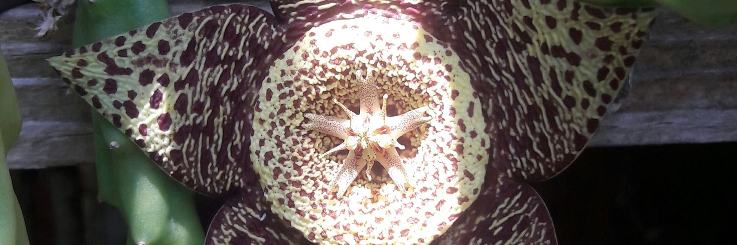 PaolaBrian1's profile banner image