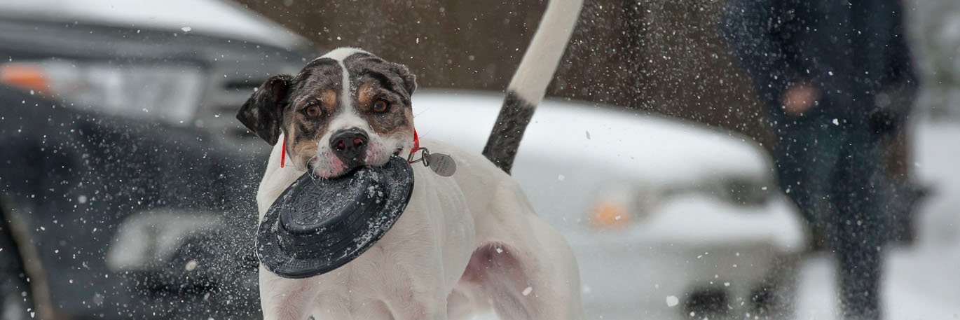 Janet Eagleson banner