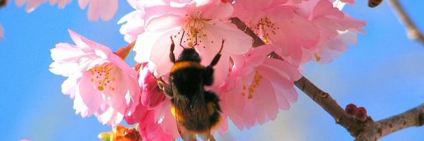 zevenkamp Profile Banner