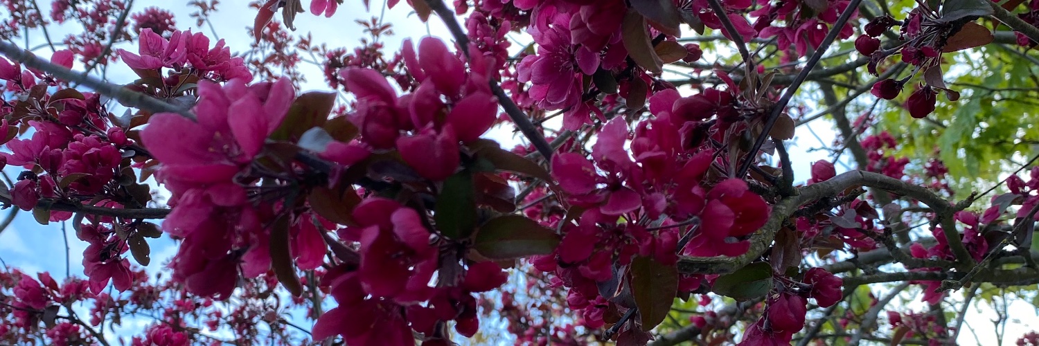 Zenhäxan🧙🏻‍♀️🐕‍🦺❤️🌕 banner