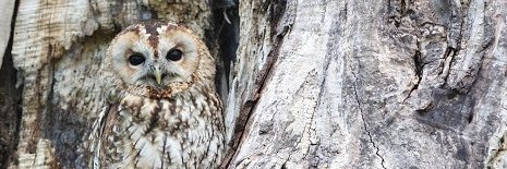 Moira de Roche banner