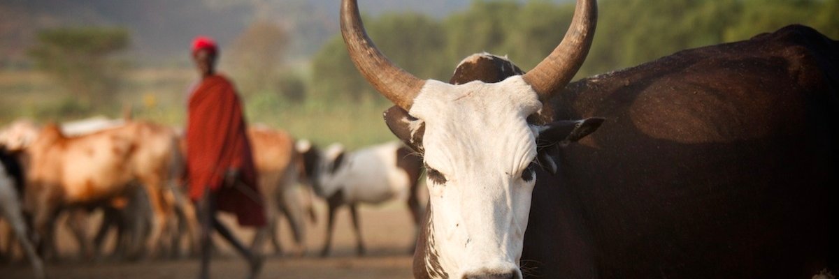 Feinstein International Center banner