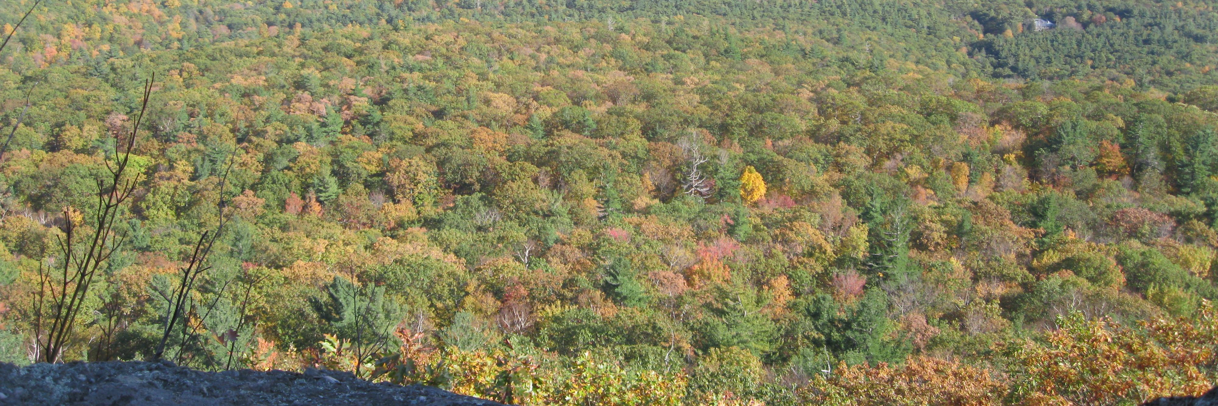 Amy Beth Wright banner