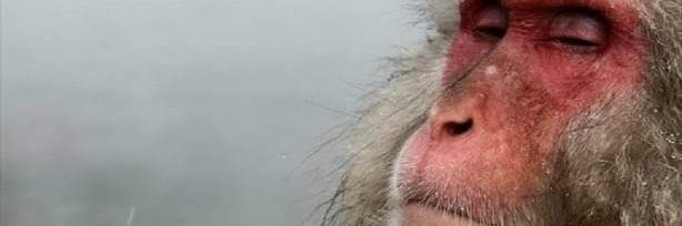 hsizzlefacepalm's profile banner image