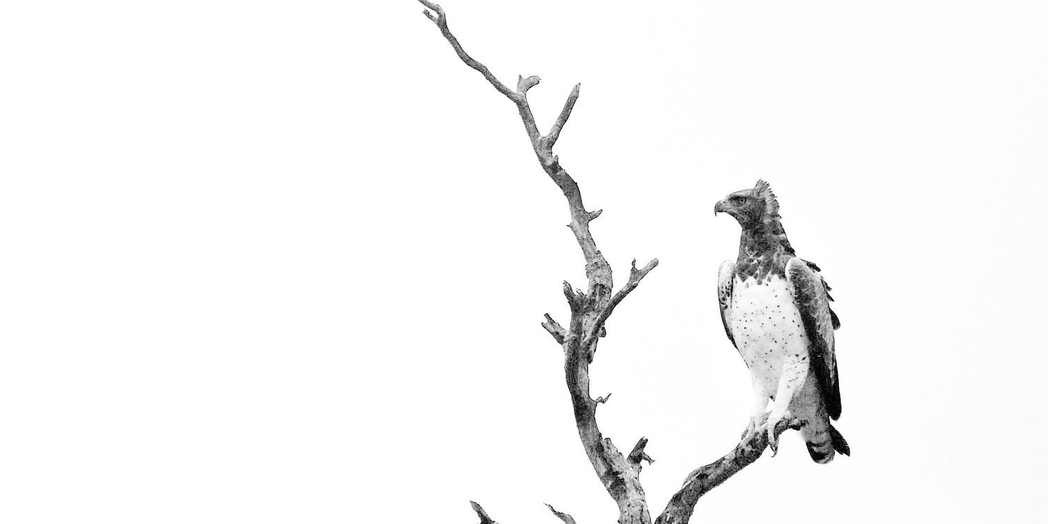 JFJacobs's profile banner image