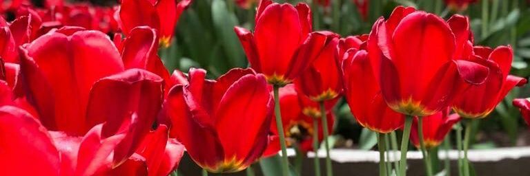 ornenatalif's profile banner image