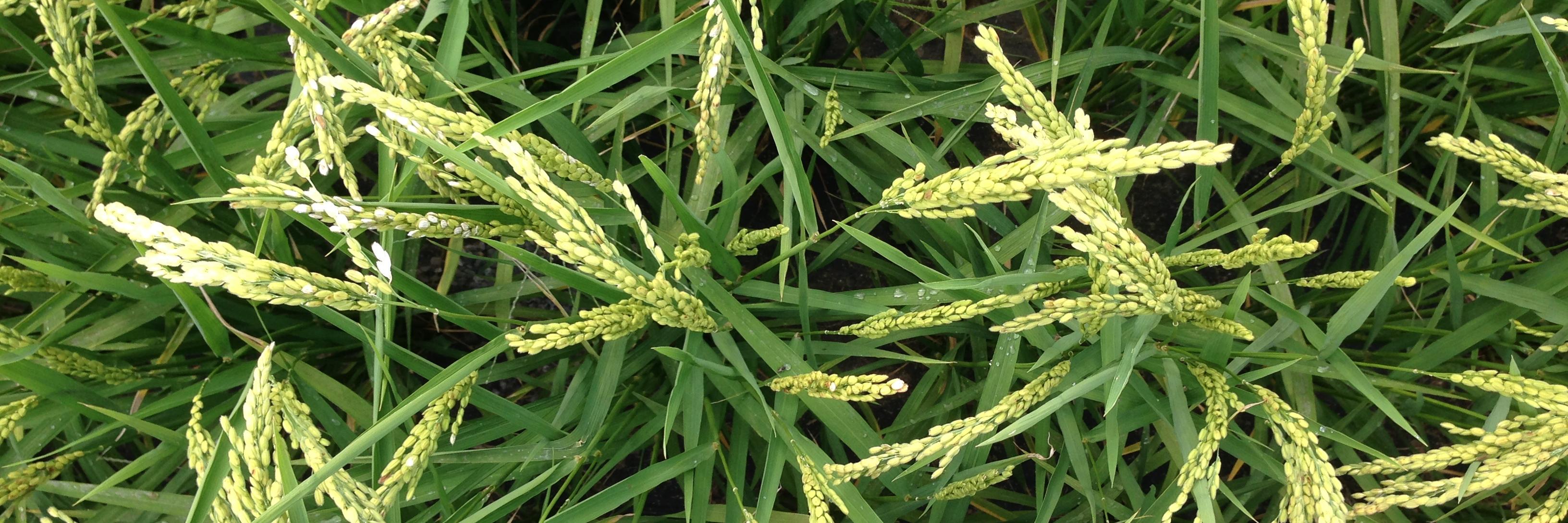 Blue Moon Acres banner