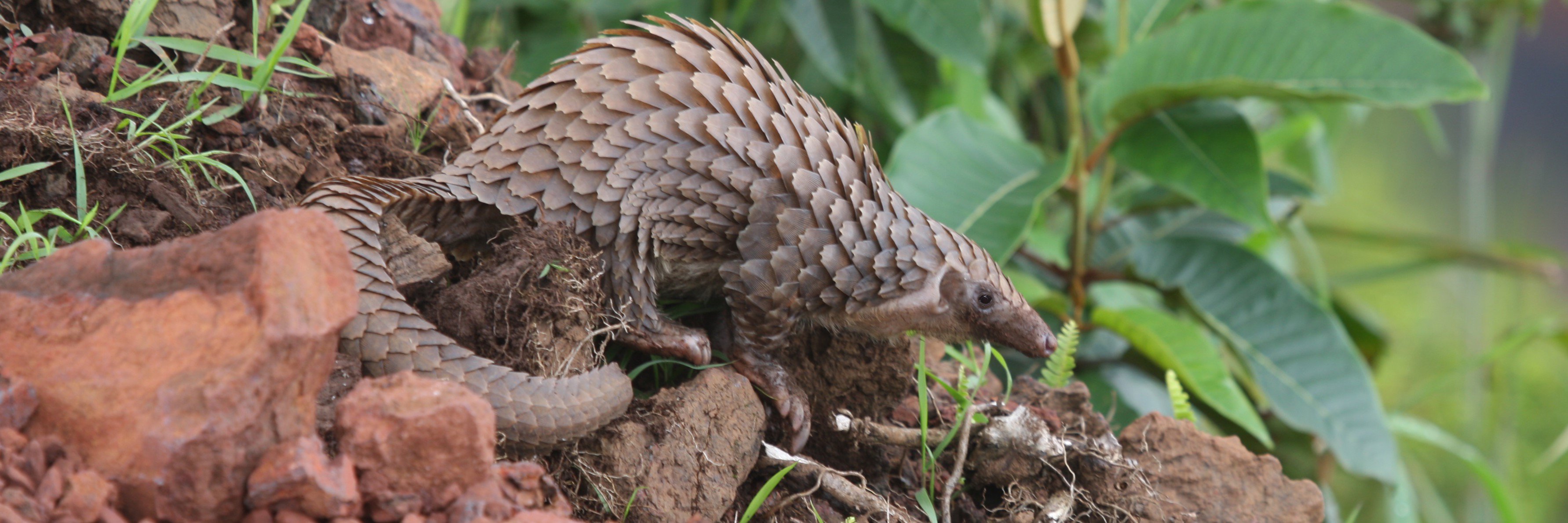 PangolinSaver's profile banner image