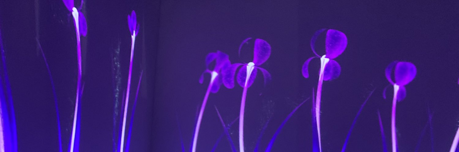 whoisthateli's profile banner image