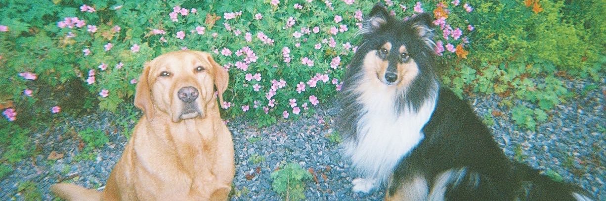 racheltodd__'s profile banner image