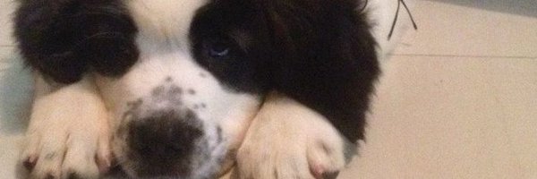 malikfeb Profile Banner
