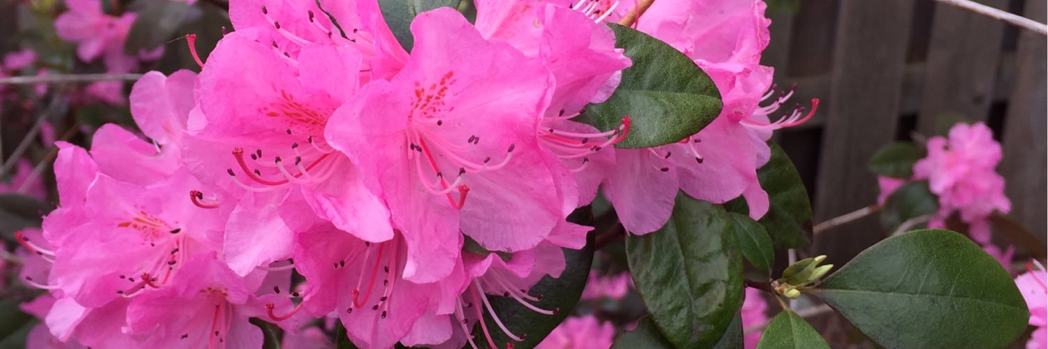 BastowBarbara's profile banner image
