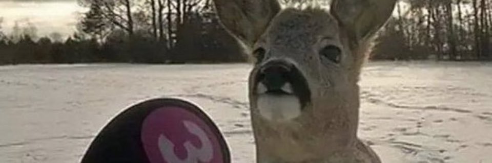 z33py's profile banner image