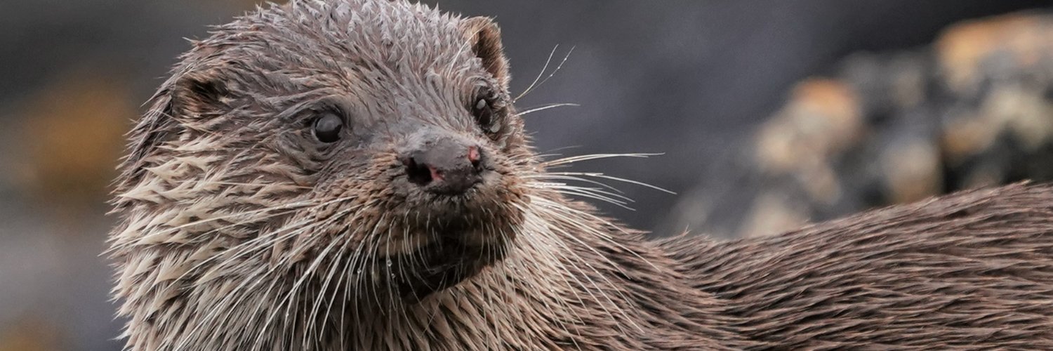 Skye High Wildlfe banner