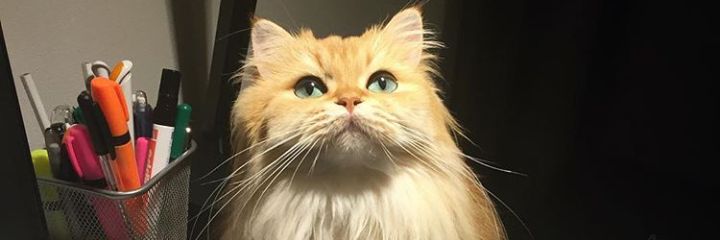 Bmialohan's profile banner image