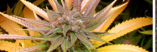 420friendlycorp's profile banner image