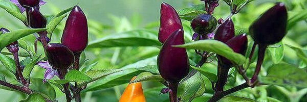 DartmoorChilli Profile Banner