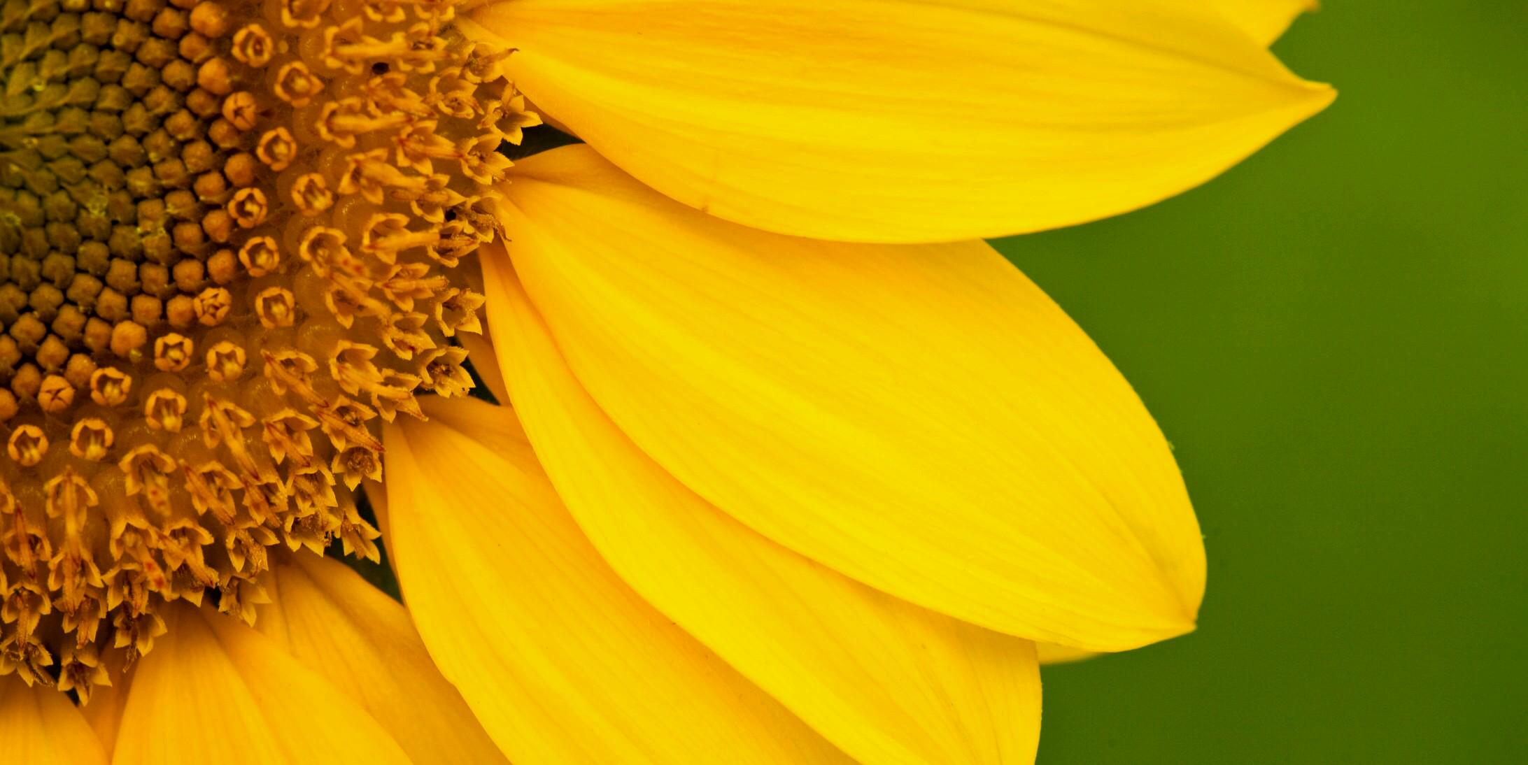 AngiecYo's profile banner image