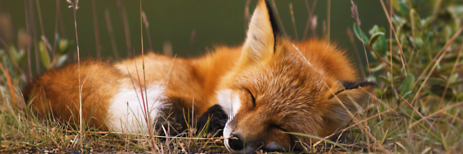 M_ChewingGum's profile banner image