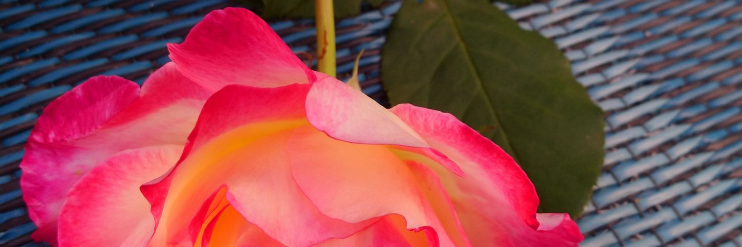 katiewtoronto's profile banner image