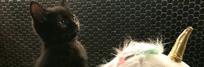rafaaurelianoo's profile banner image
