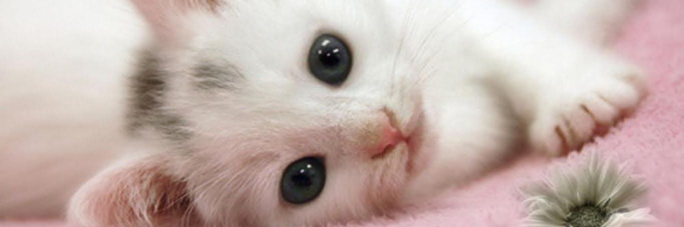 KittysLover's profile banner image