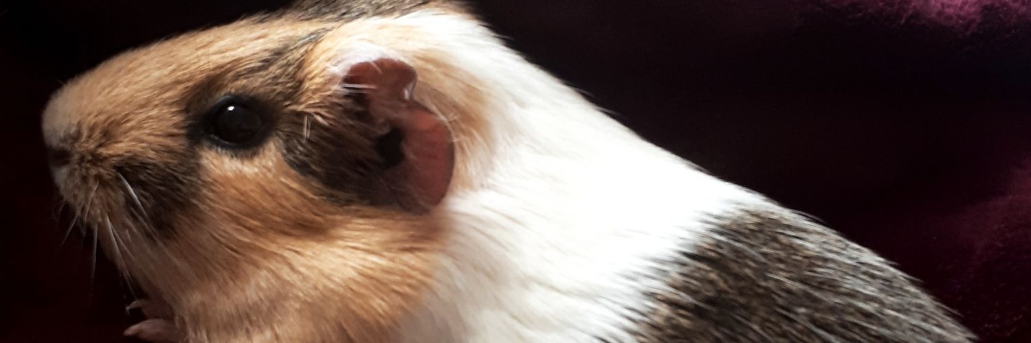 Moni_Bwh's profile banner image