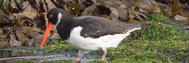 Copeland Bird Obs. banner