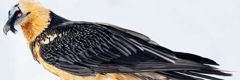 Volcanoer's profile banner image