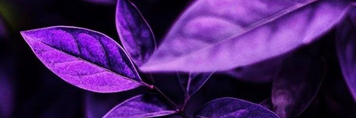 GIZLIBAHCESI's profile banner image