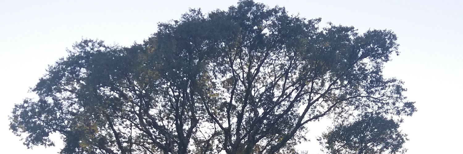 bortolinidaniel's profile banner image
