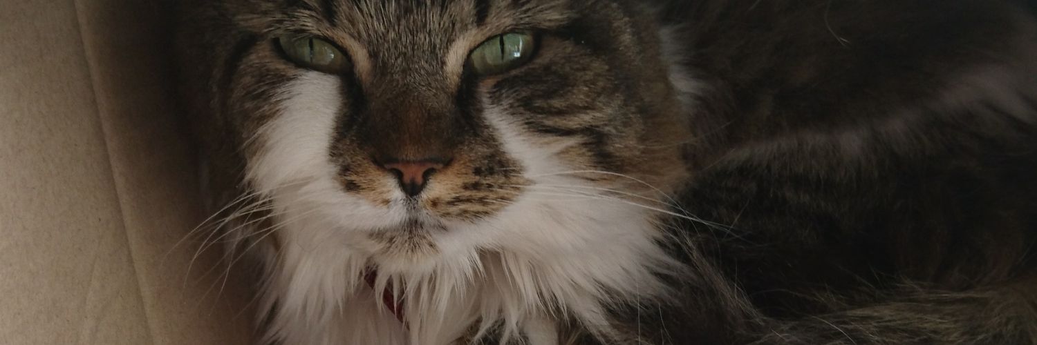chloejohnsoon's profile banner image