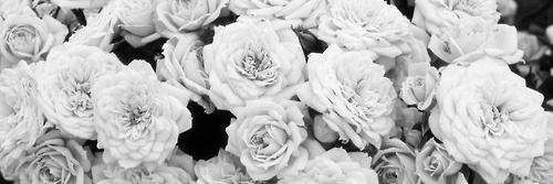 steffi_991's profile banner image