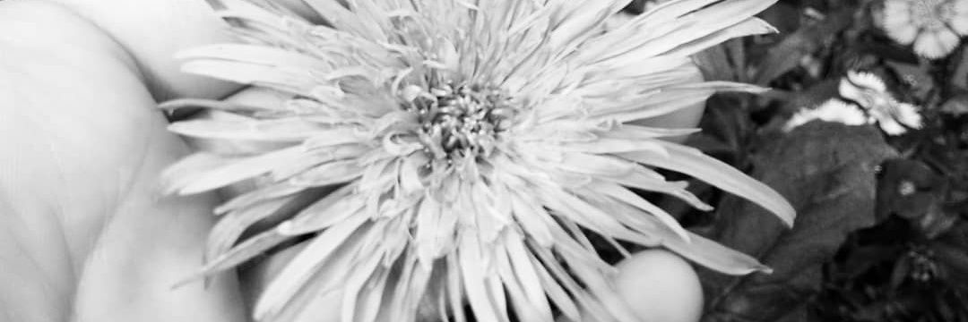 jo_schulzee's profile banner image