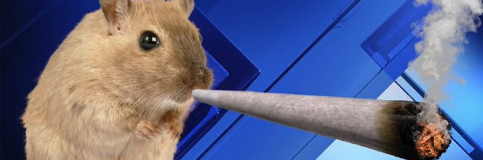 gooobrel's profile banner image