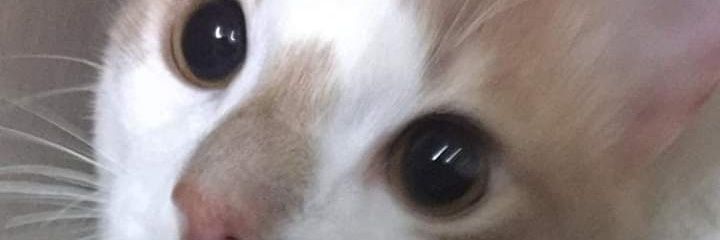 hipoopsun's profile banner image
