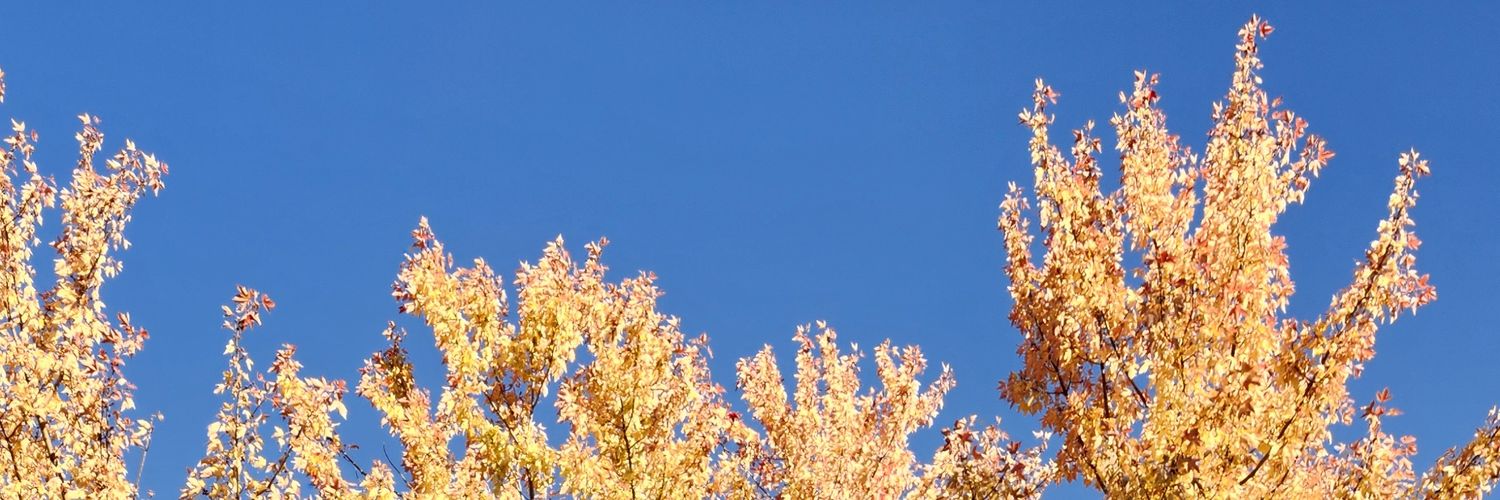 ⸸ala. ☆ 타라 banner