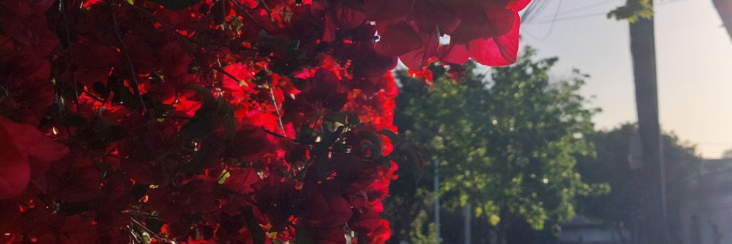camidellorso's profile banner image