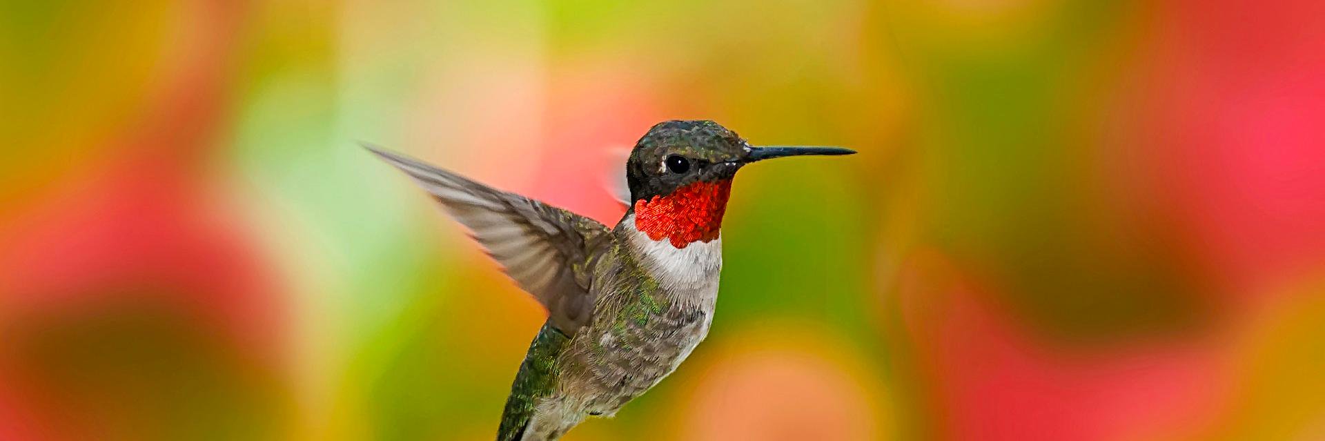 Bird Observer banner