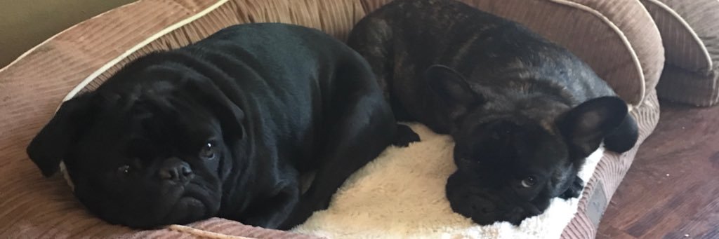 ThePugSteve's profile banner image