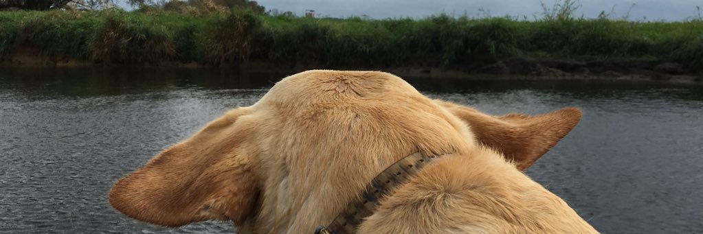 Shaniaiturner's profile banner image