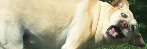 MrPhaggit's profile banner image