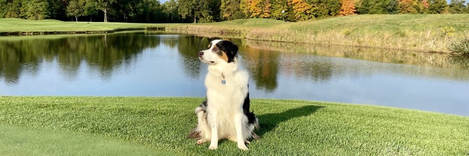 Chris Allender banner