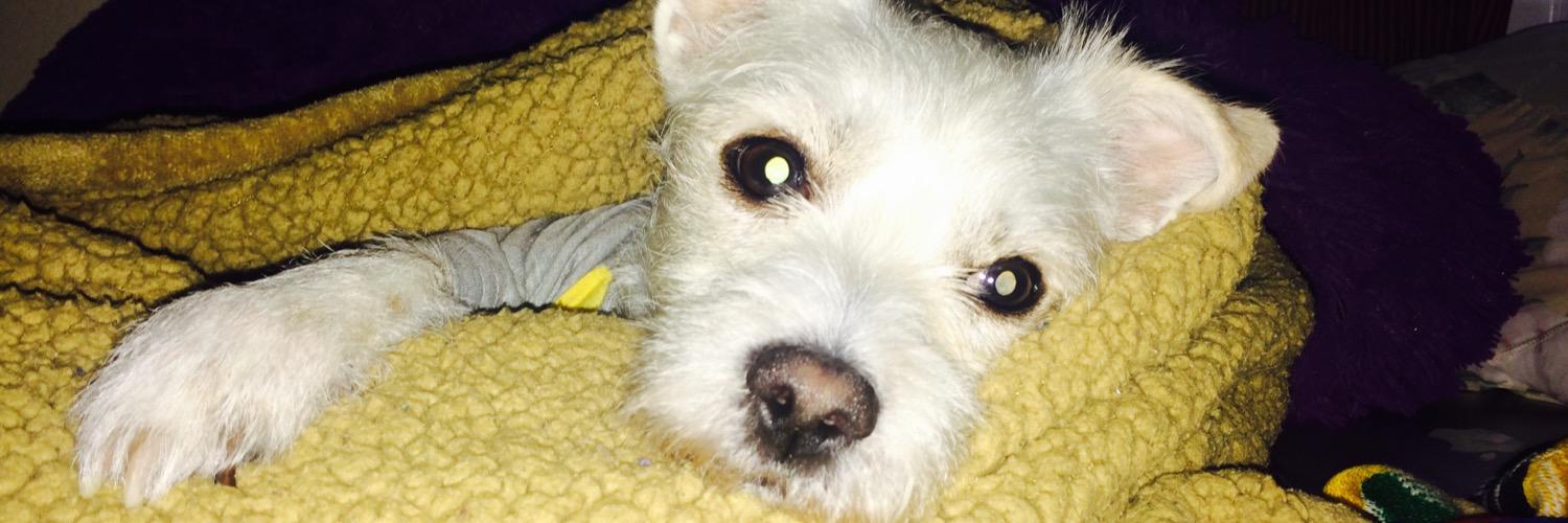 janiejaneee's profile banner image