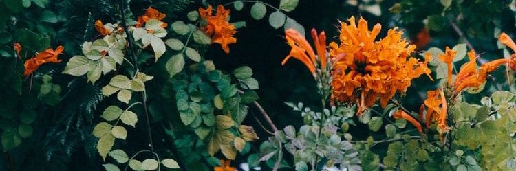 caro_bearo's profile banner image