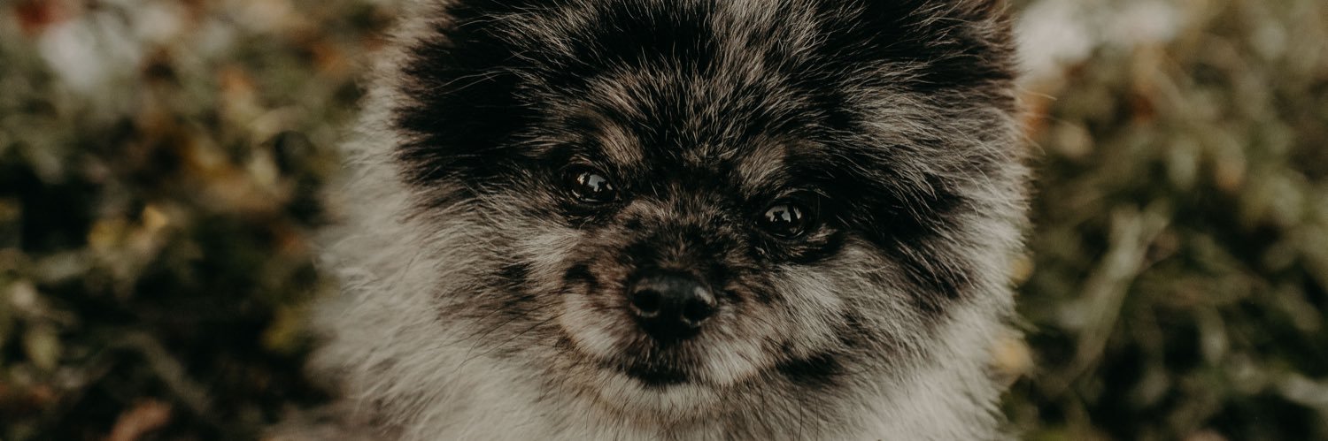 LizzleShnizzle's profile banner image