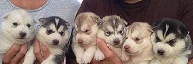 AnimalAddicters's profile banner image