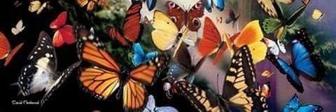 campan_teodora's profile banner image
